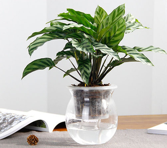 前湾花木租赁哪家靠谱？全方位解析助你选对！